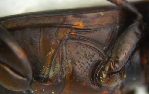 Harpalus attenuatus
